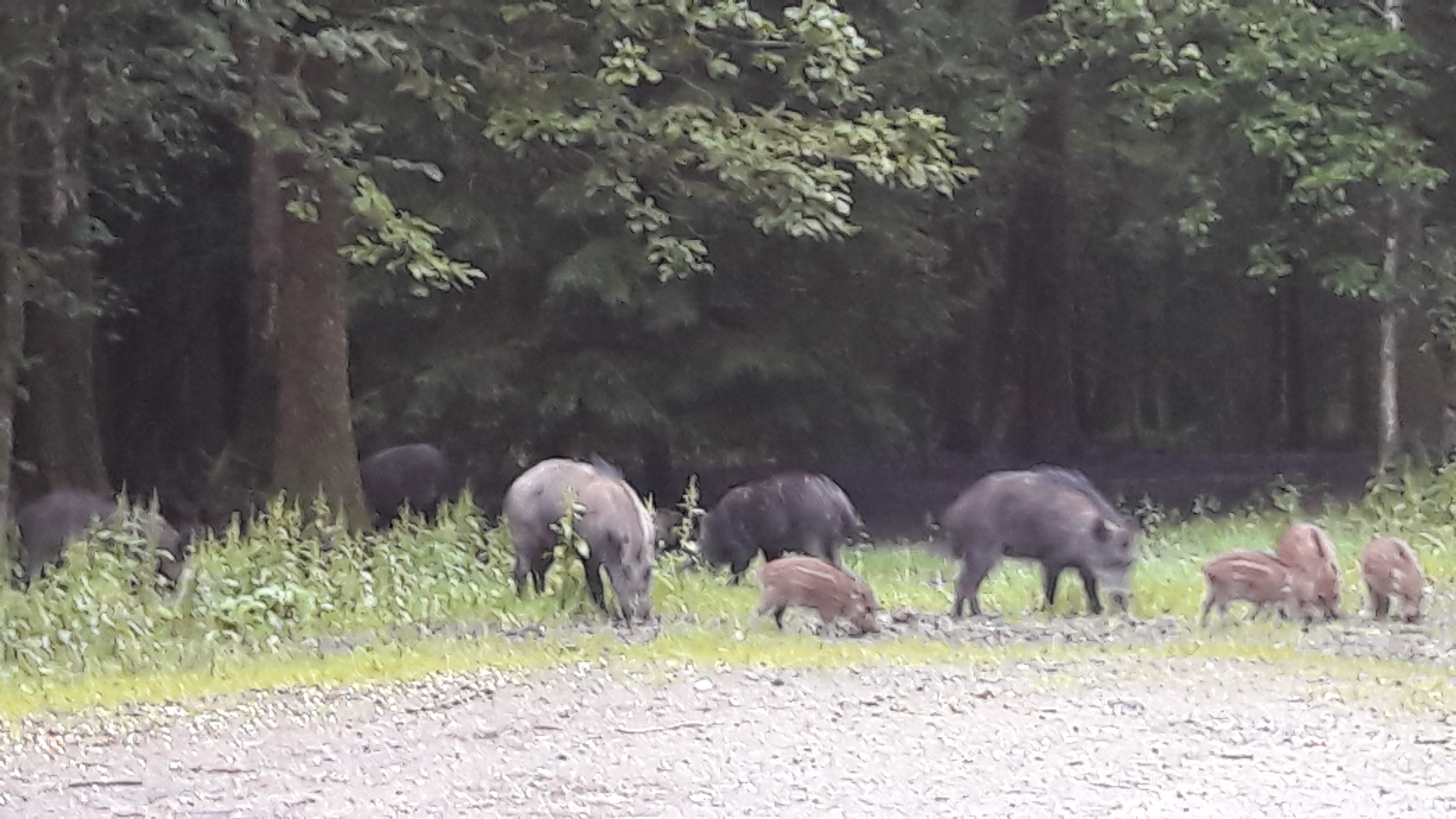 Planete Chasse Les Petites Annonces Chasse Gratuites Consulter
