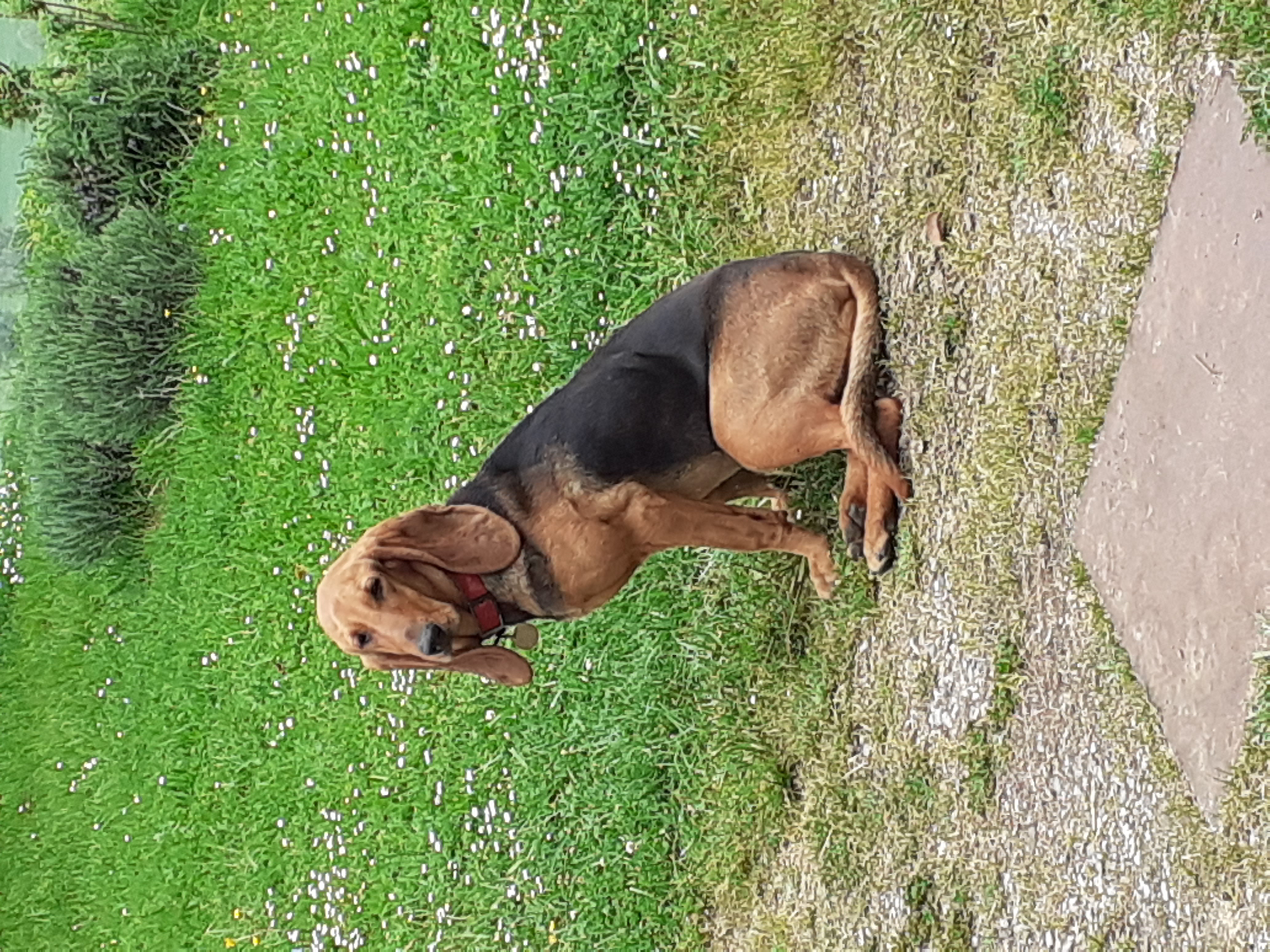 Planete Chasse Les Petites Annonces Chasse Gratuites Consulter