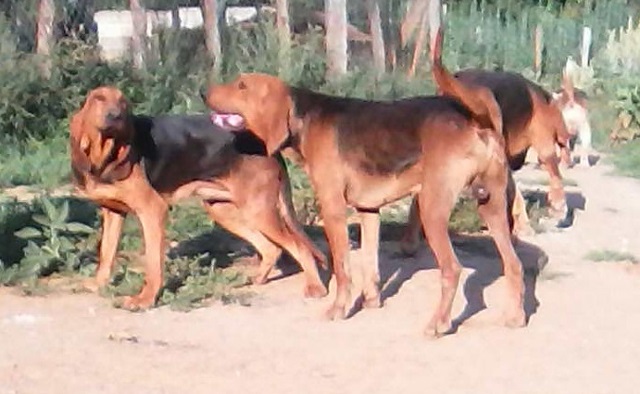 Planete Chasse Les Petites Annonces Chasse Gratuites